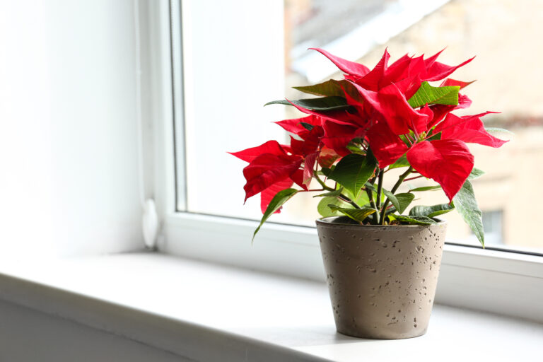 Cuidados Poinsettia o flor de Pascua