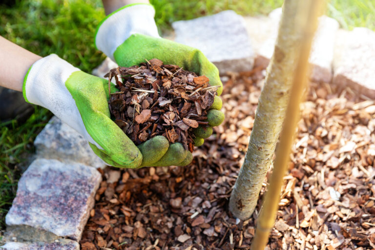 mulching o mantillo orgánico para plantas en invierno